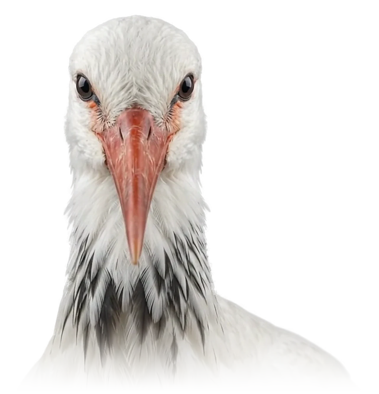 Portrait de notre cigogne